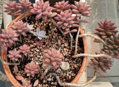 懒人绿植耐旱_耐旱又好成活的绿化植物--第1张