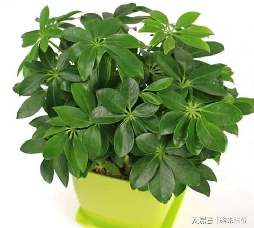 懒人绿植鸭脚木好养吗视频_绿植鸭脚木的功效与作用--第1张