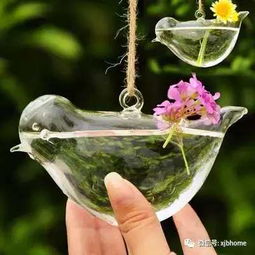 小杯懒人绿植图片大全_小杯懒人绿植图片大全大图--第1张