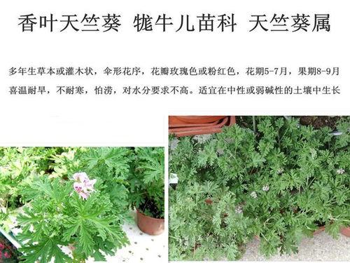 懒人室内驱蚊绿植哪种好_室内驱蚊驱虫植物--第1张