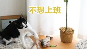 高颜值懒人绿植图片大全_高颜值懒人绿植图片大全大图--第1张