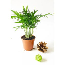 懒人室内绿植名称大全图片_懒人室内植物有哪些--第1张