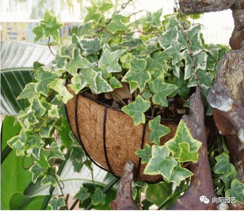 懒人绿植不招虫子吗为什么_适合懒人养的绿植--第1张