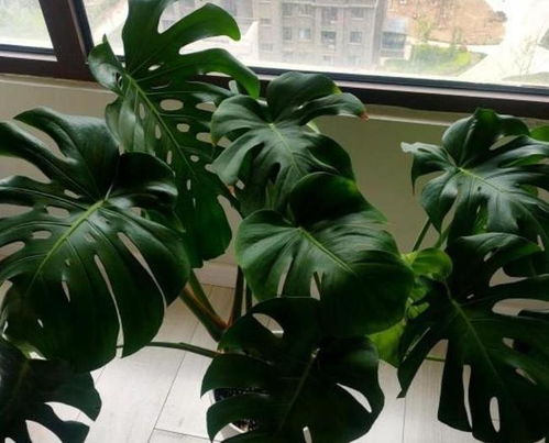 懒人养绿植不生虫怎么办_绿植不想养了要怎么弄--第1张