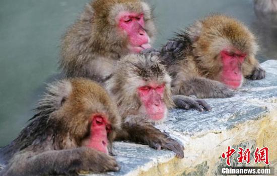 沐猴而冠什么意思_沐猴而冠什么意思啊--第1张