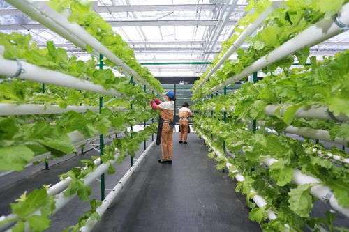 青松懒人绿植直播间怎么进_青松生态农业科技有限公司--第1张