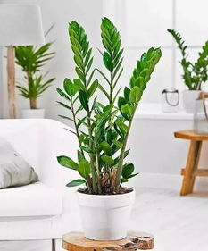 绿植懒人补水器_绿植懒人补水器怎么用--第1张