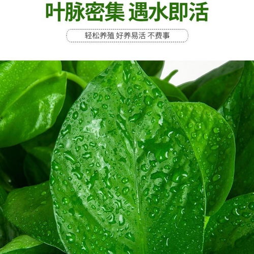 懒人小盆绿植图片欣赏_懒人盆种花草到底好不好--第1张