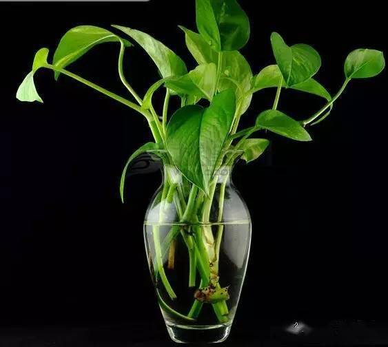 水培绿植懒人好养吗图片_水培绿植懒人好养吗图片高清--第1张