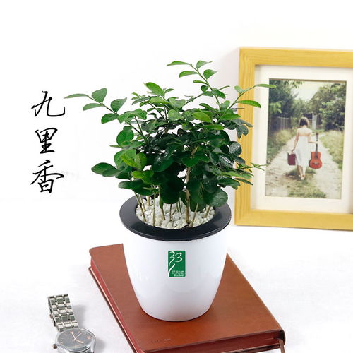 懒人的植物推荐小盆栽绿植_懒人盆栽有哪些--第1张