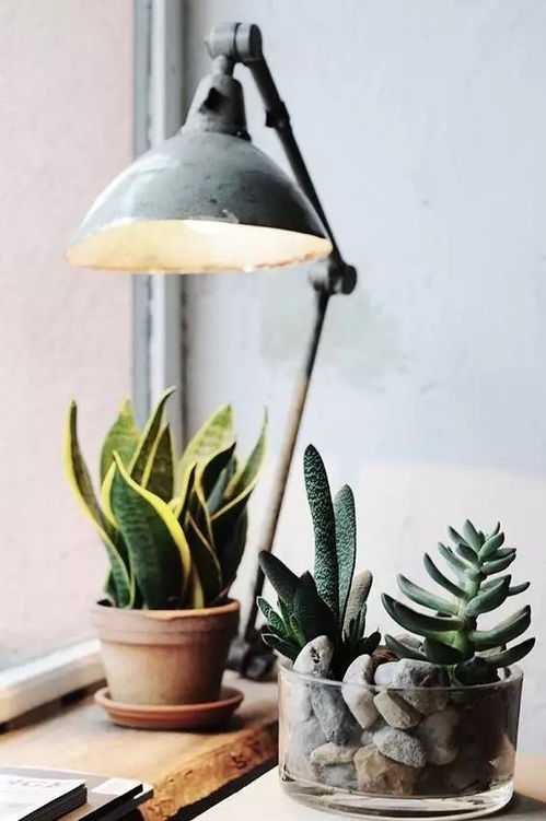 懒人新家绿植选择什么好_懒人绿植室内--第1张