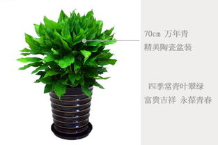 南方适合懒人养的绿植_南方适合养的植物--第1张