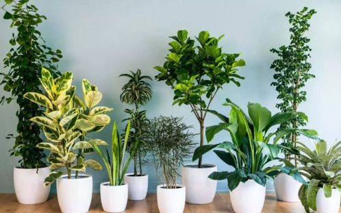 容易养的懒人绿植品种图片_容易养的植物盆栽--第1张