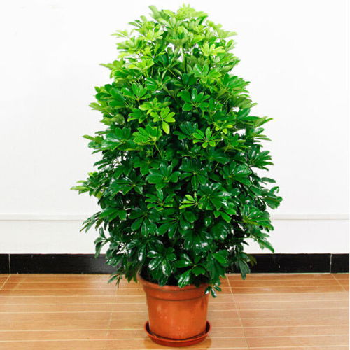 懒人绿植招财树_造型招财树--第1张