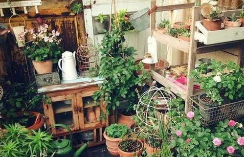 上海室外懒人绿植店_上海户外植物--第1张