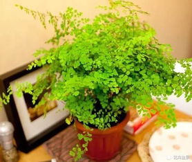 懒人水栽绿植有哪些_适合懒人养的水草--第1张