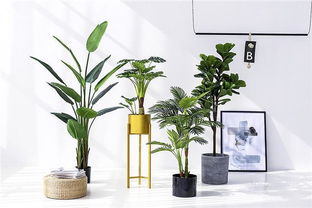 适合家庭懒人绿植的花盆_适合家养的懒人植物--第1张