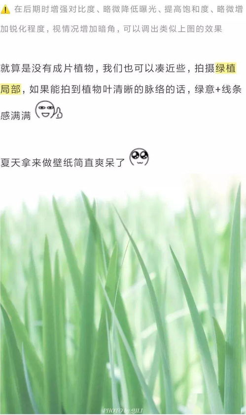 懒人养的北欧风绿植图片_懒人养什么绿植--第1张