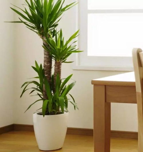 南方室内绿植懒人_南方室内绿植懒人植物--第1张