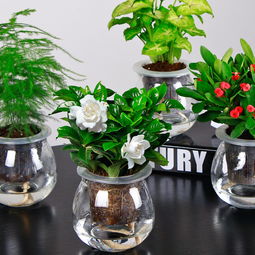 室内懒人绿植大型_懒人植物适合室内--第1张