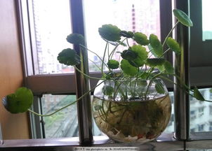 懒人微观绿植怎么养植好_微观盆栽种植方法--第1张