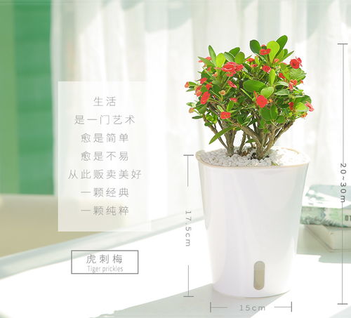 懒人花卉绿植盆栽图片大全_懒人花的图片--第1张