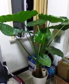 卧室水培绿植懒人摆放好吗_卧室放水培植物--第1张