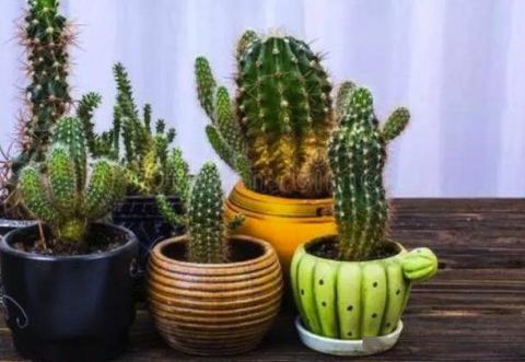 懒人养的室外绿植图片大全_懒人适合养的植物有哪些--第1张