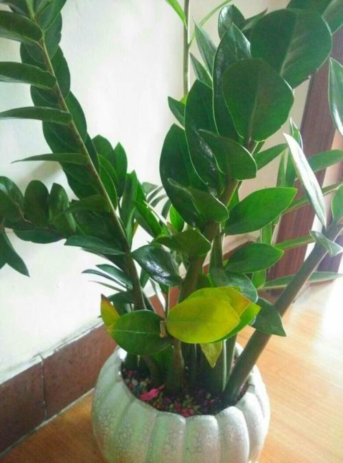 懒人绿植浇水方法图片高清_懒人绿植浇水方法图片高清视频--第1张