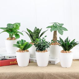 绿植懒人四件套是什么牌子_懒人植物--第1张