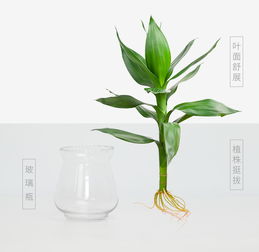 透明懒人绿植_透明 植物--第1张
