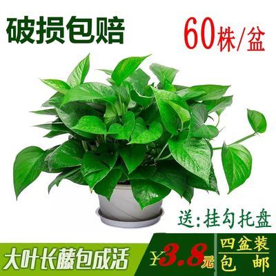 懒人小绿植推荐品种有哪些_懒人植物花卉--第1张