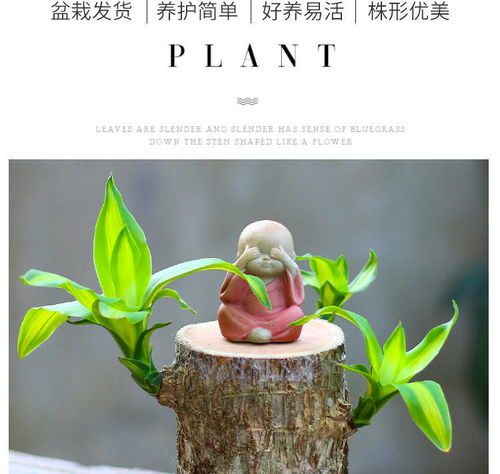 懒人小株绿植_懒人植物盆栽--第1张