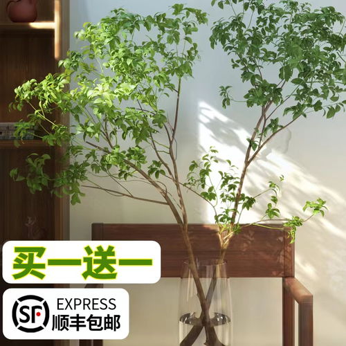 水培室内懒人绿植图片高清_水培室内植物--第1张