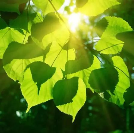 夏天懒人绿植有哪些树叶_适合夏天的绿植--第1张