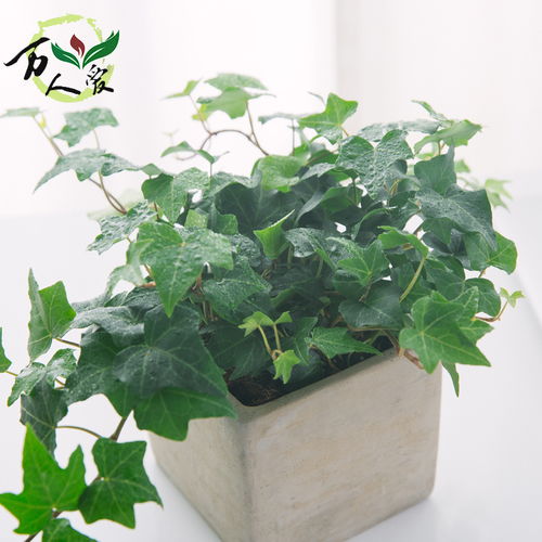 适合懒人养绿植的花草种子_适合懒人养绿植的花草种子图片--第1张