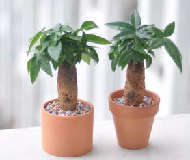 客厅懒人绿植发财树_客厅懒人绿植发财树好吗--第1张
