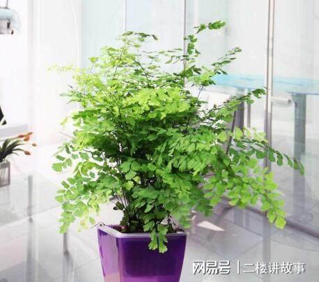 绿植懒人京东自营室内_京东绿植大盆--第1张