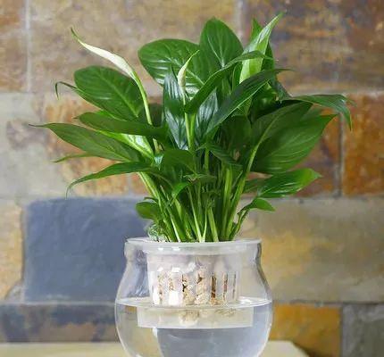 水培绿植懒人怎么养_水培植物养护三大秘诀--第1张