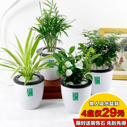 懒人栽的绿植_懒人栽的绿植图片--第1张
