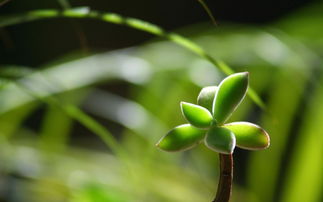 懒人耐看绿植图片高清壁纸_懒人好养的植物--第1张
