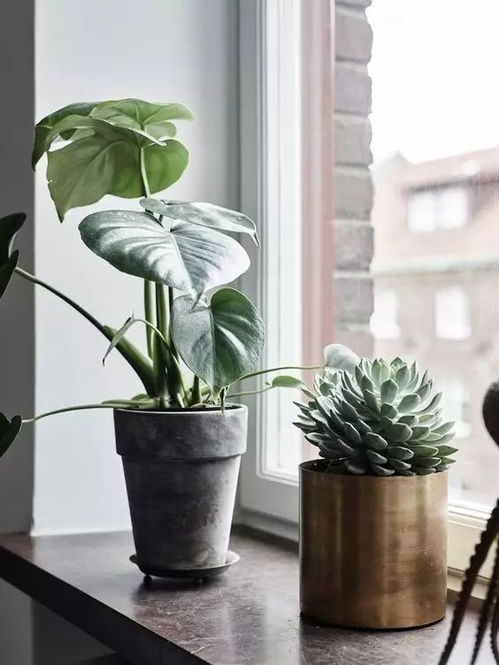 出租屋懒人绿植带盆_出租房适合种什么盆栽--第1张
