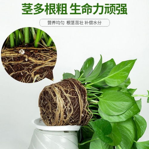 绿植懒人吸水盆好吗图片_懒人吸水盆养花要注意--第1张