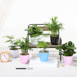 养不死懒人绿植有哪些植物_养不死懒人绿植有哪些植物呢--第1张