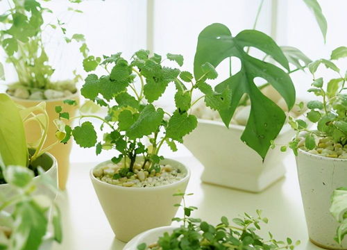适合懒人养的卧室绿植_适合家养的懒人植物--第1张