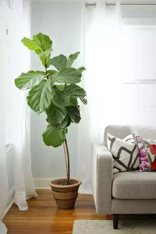 懒人养的北欧风绿植叫什么_北欧风格ins绿植盆栽--第1张