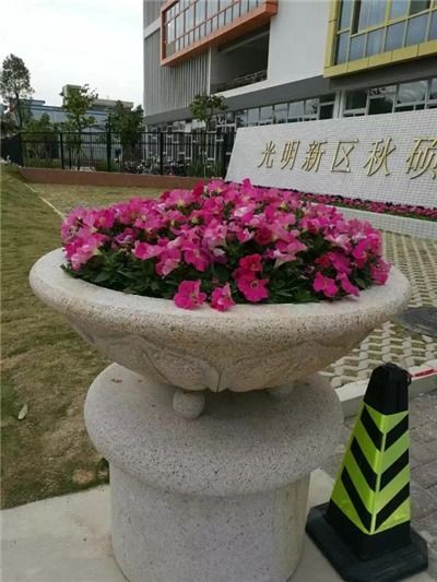 两广懒人庭院绿植_庭院懒人花卉--第1张