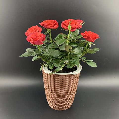 花盆清仓捡漏屋里绿植懒人花盆_花盆清仓处理多少钱一个?--第1张