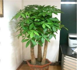 懒人绿植柳推荐_十大懒人绿植排行--第1张