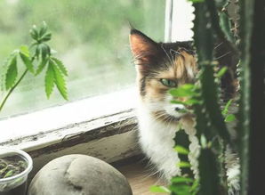 懒人猫咪绿植图片欣赏_懒人猫咪绿植图片欣赏高清--第1张